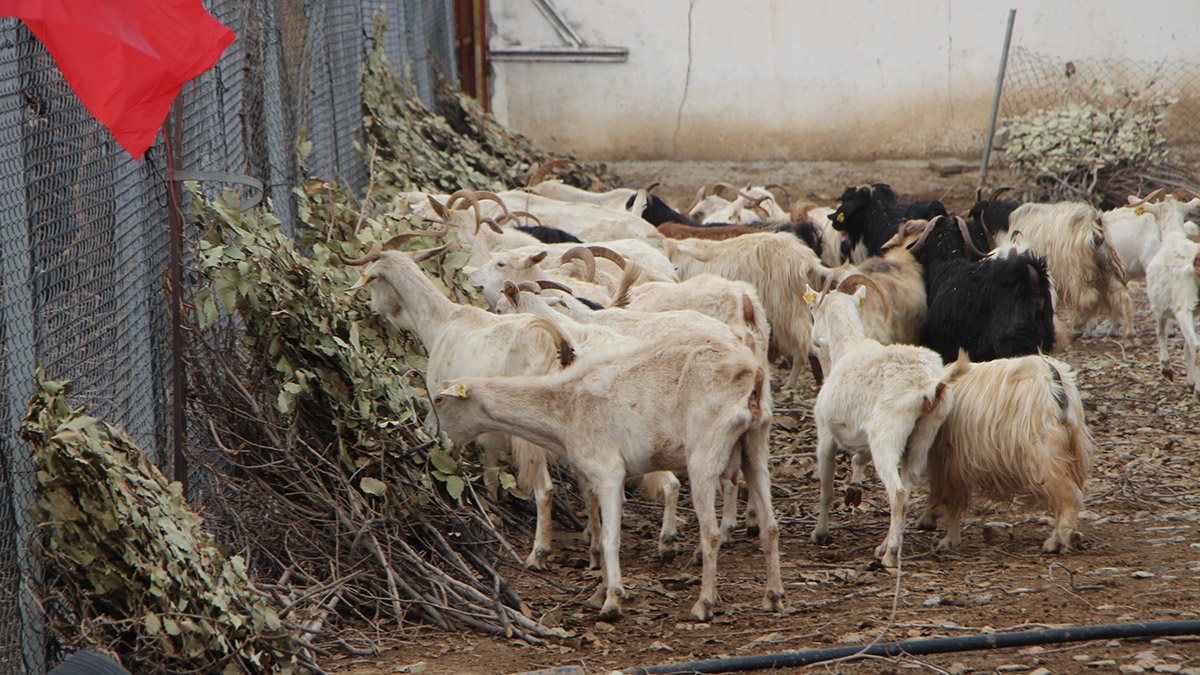 Gabar Dağı eteklerinde keçi çiftliği kurdu
