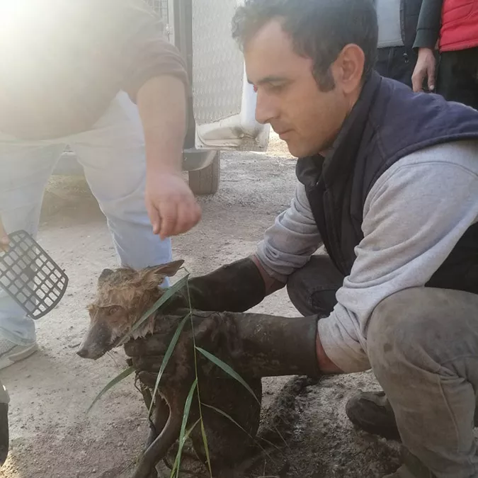 Tilki doğa koruma ve milli parklar müdürlüğü ekiplerince tedavi altına alındı