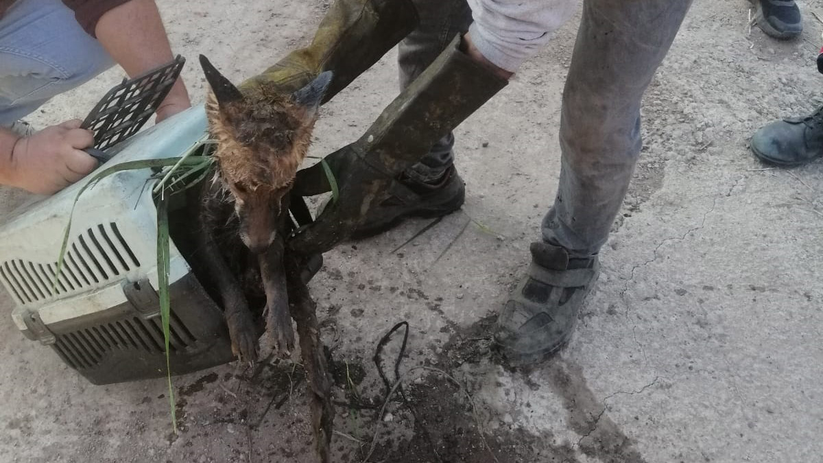 Havuza düşen tilki kurtarıldı