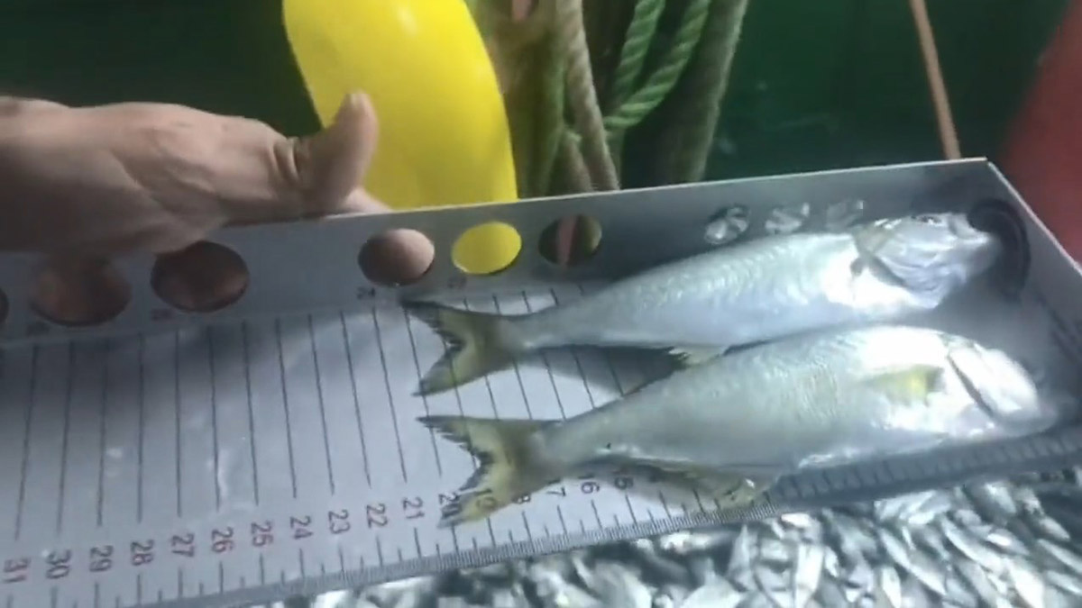 İstanbul Boğazı'nda balıkçı teknelerinde denetim