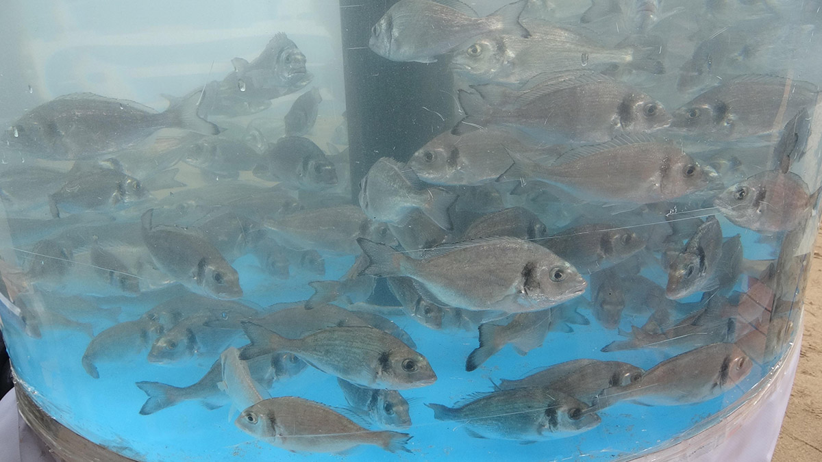 6 bin levrek İzmit Körfezi'ne bırakıldı