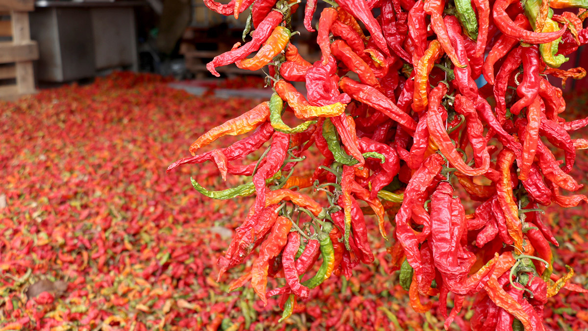 Karaağaç acı biberi ata tohumlarıyla yetiştiriliyor
