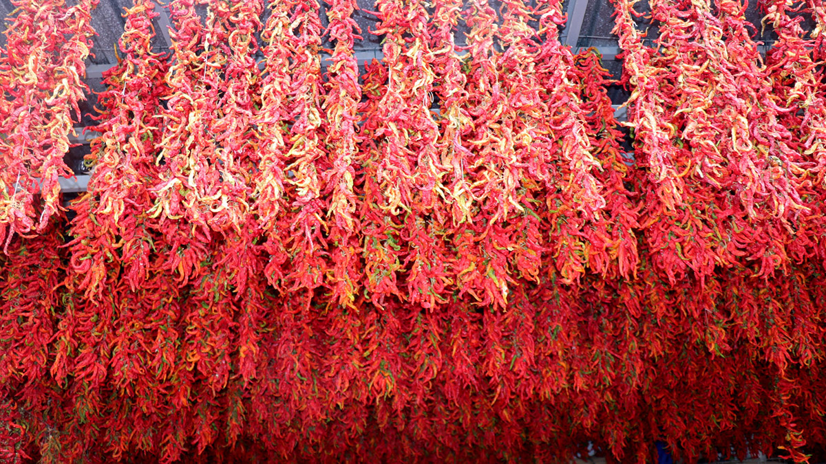 Karaağaç acı biberi ata tohumlarıyla yetişiyor