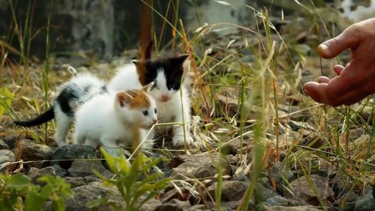 'Kedi Köyü'nde 200 kediye bakıyor