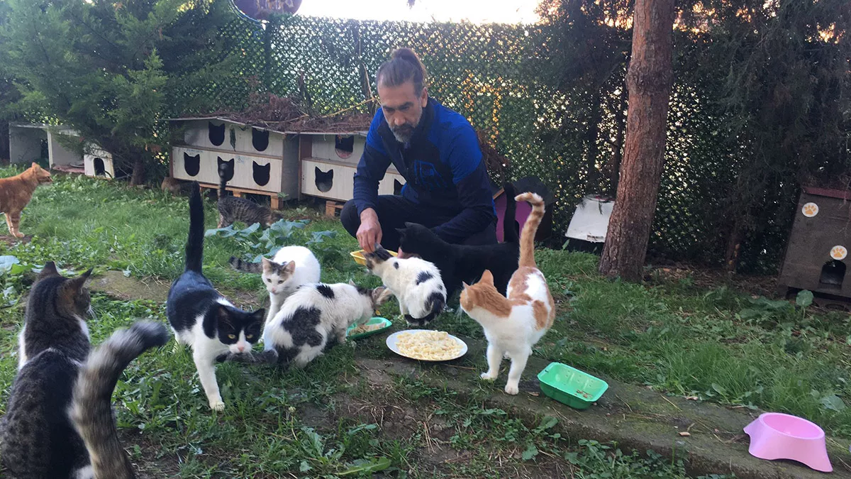 Trabzon'un ortahisar ilçesinde, yazdığı kitabın satışından elde ettiği gelirle 700 metrekarelik arsa kiralayan öğretmen necmi aksu, 'kedi köyü' adı verdiği özel yaşam alanında 200 kediye bakıyor.