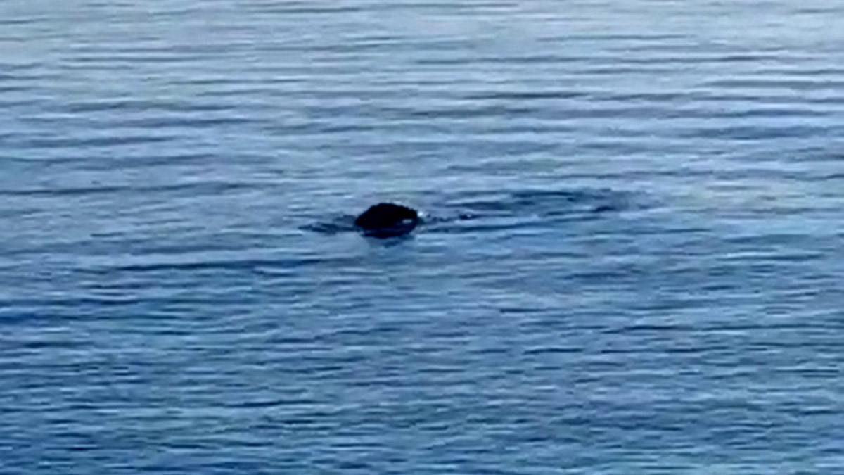 Konyaaltı sahilinde Akdeniz foku