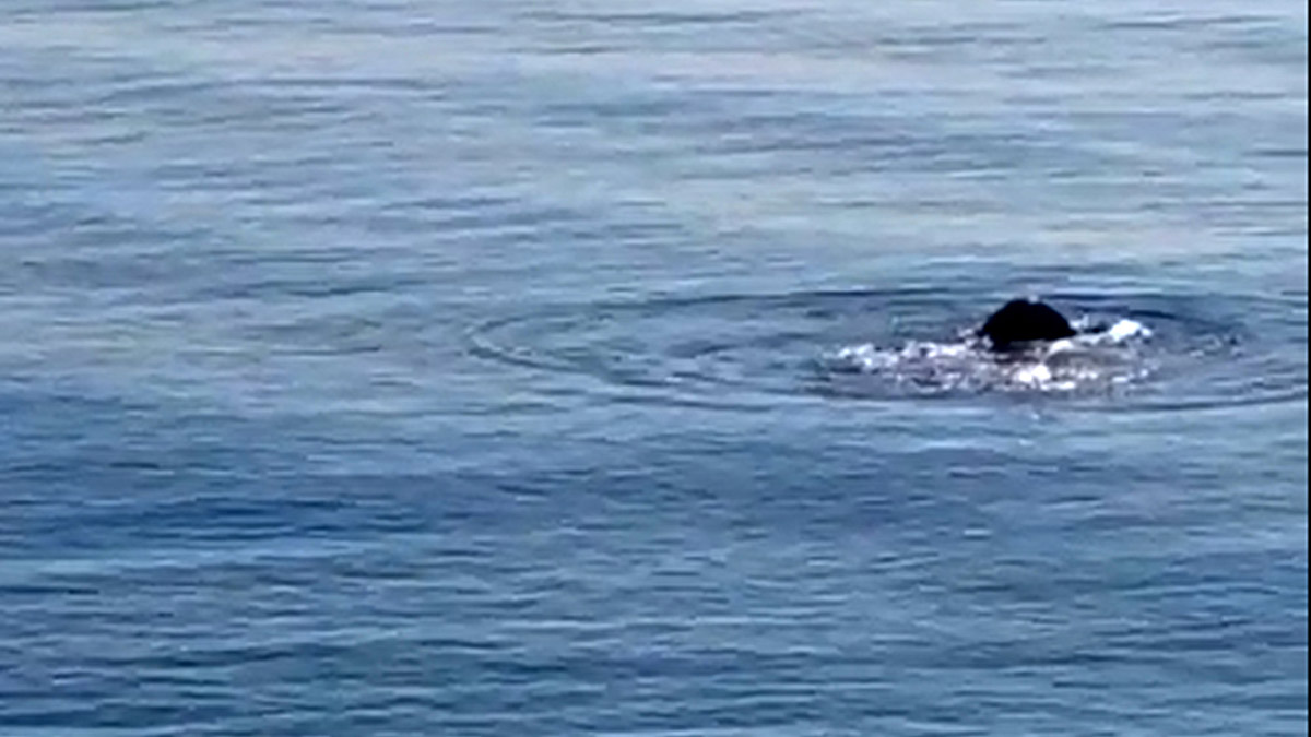 Konyaaltı sahilinde Akdeniz foku