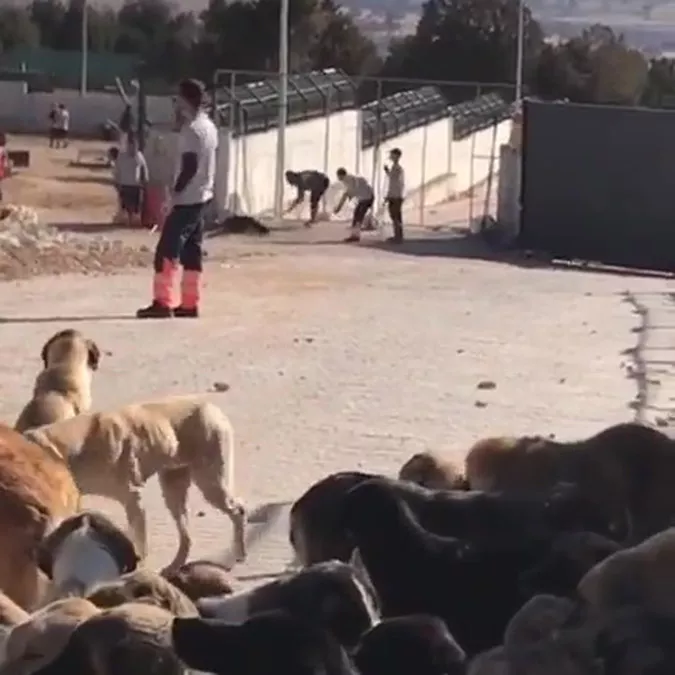 Köpeğe elindeki kürekle vuran katil gözaltında