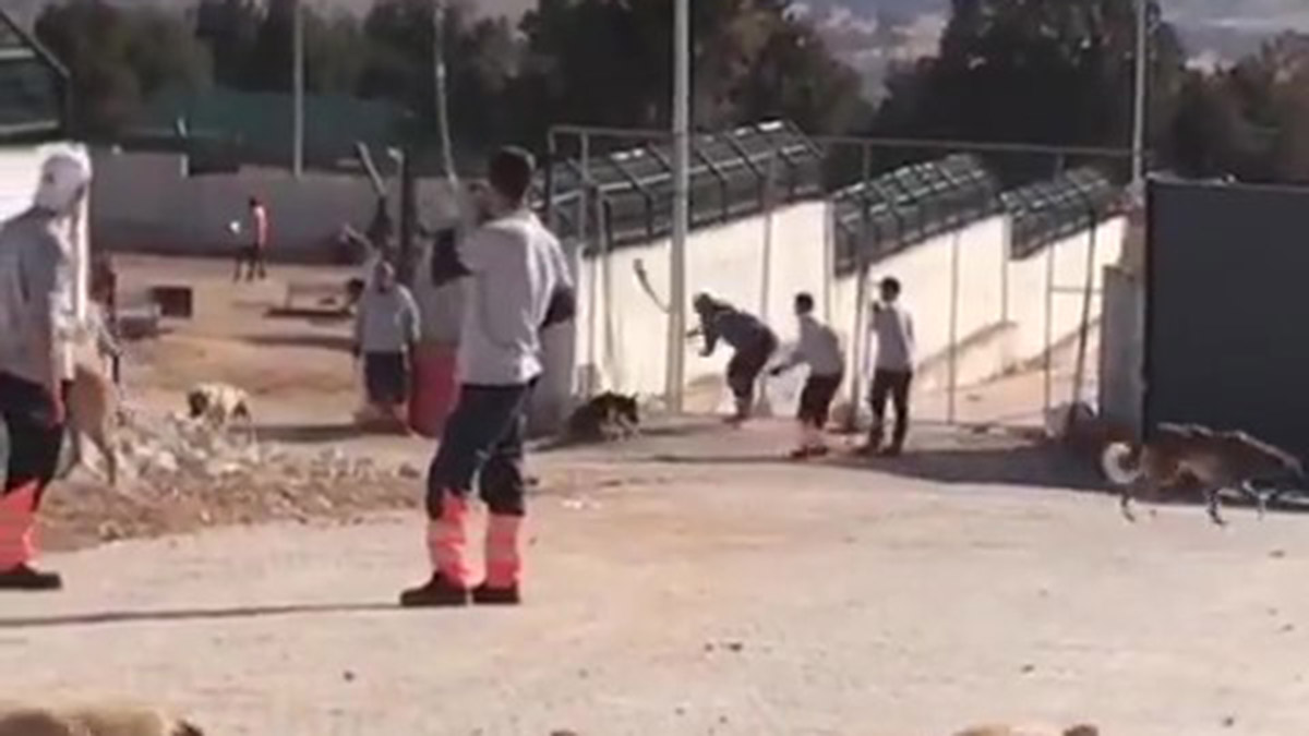 Konya'daki barınaktaki kedi ve köpek sahiplendirmeleri başladı