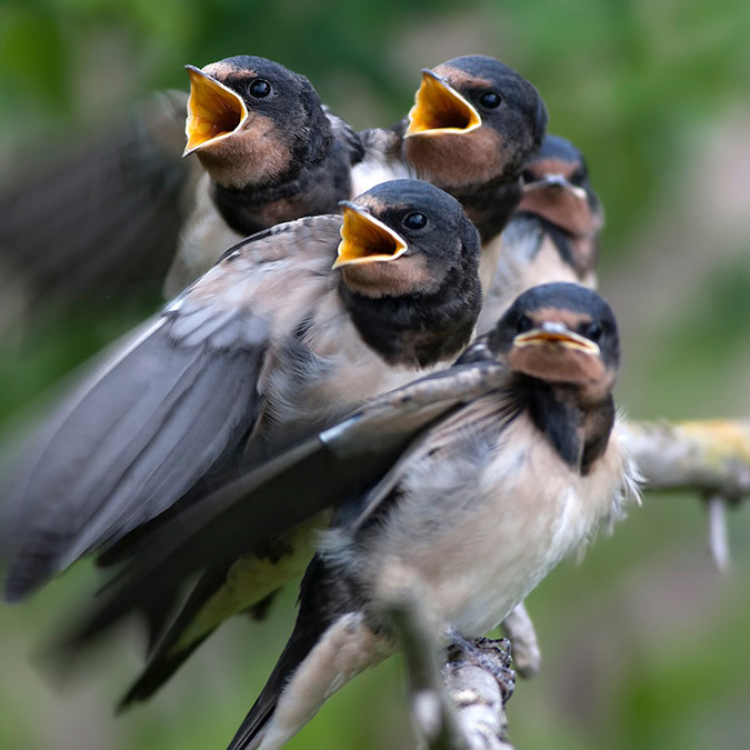 Doğa fotoğrafçıları deklanşöre basıyor