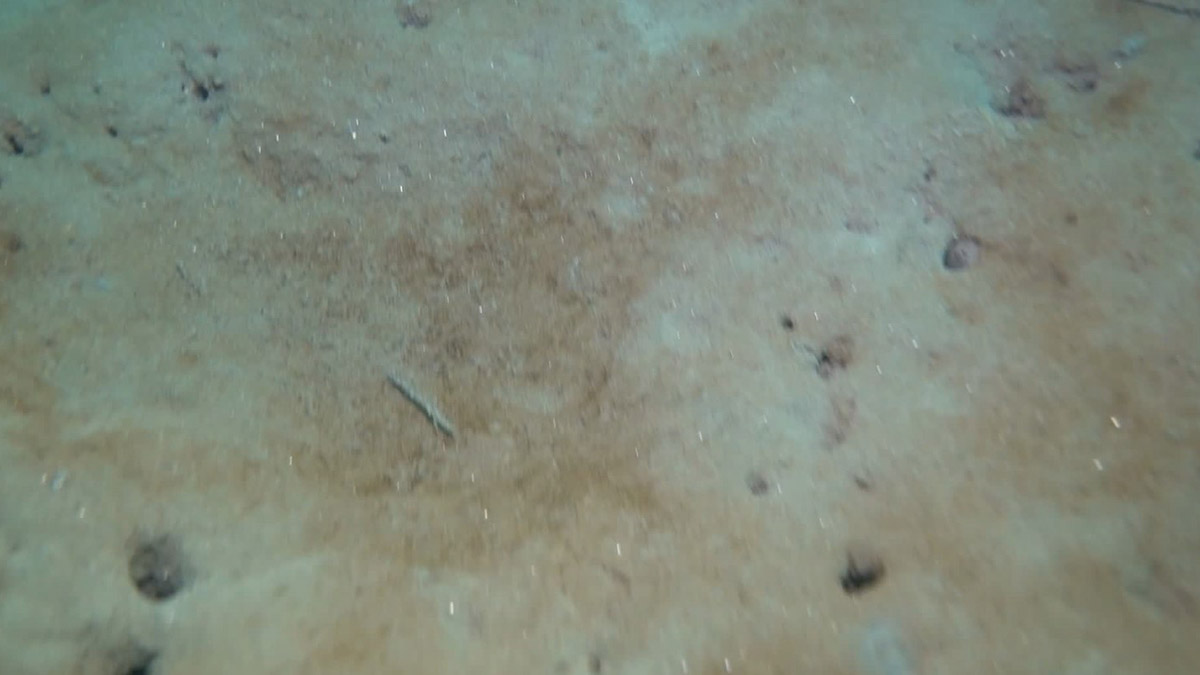 Bandırma Onyedi Eylül Üniversitesi Denizcilik Fakültesi Dekanı Prof. Dr. Mustafa Sarı, müsilaj çamurunun geçen yıl ile aynı miktarda deniz dibinde bulunduğunu tespit etti.