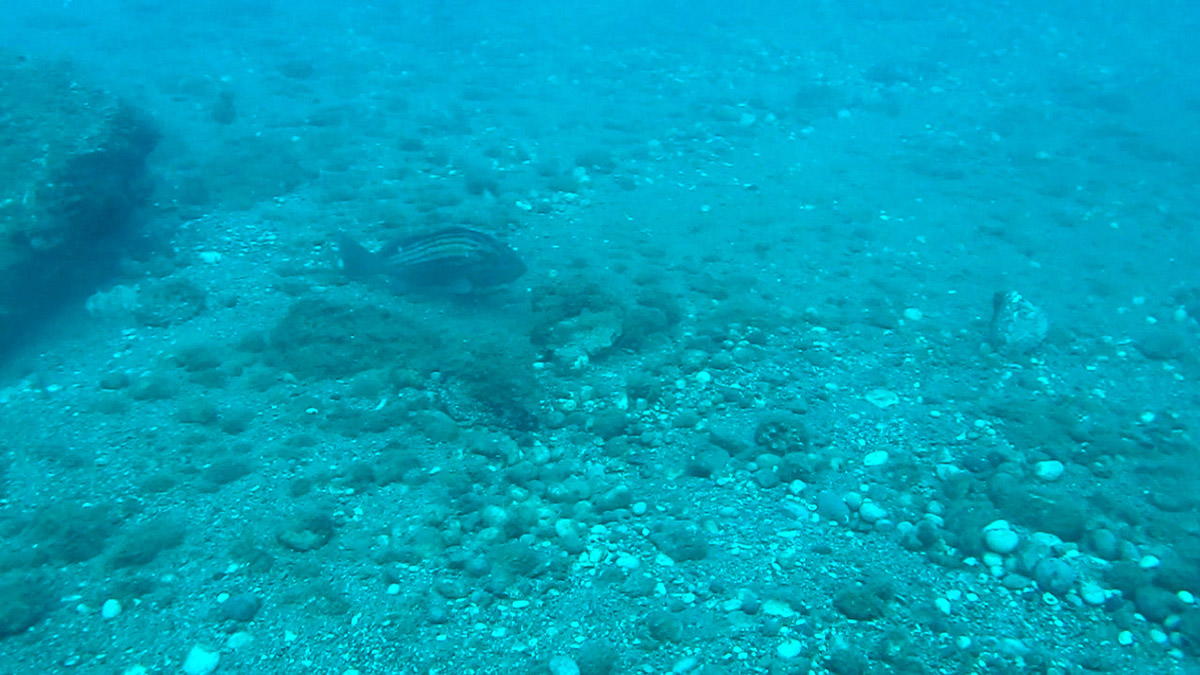 Antalya Körfezi'nde nesli azalan türler arasındaki 'plaka gridası' olarak bilinen lagos, sürü halinde görüntülendi.