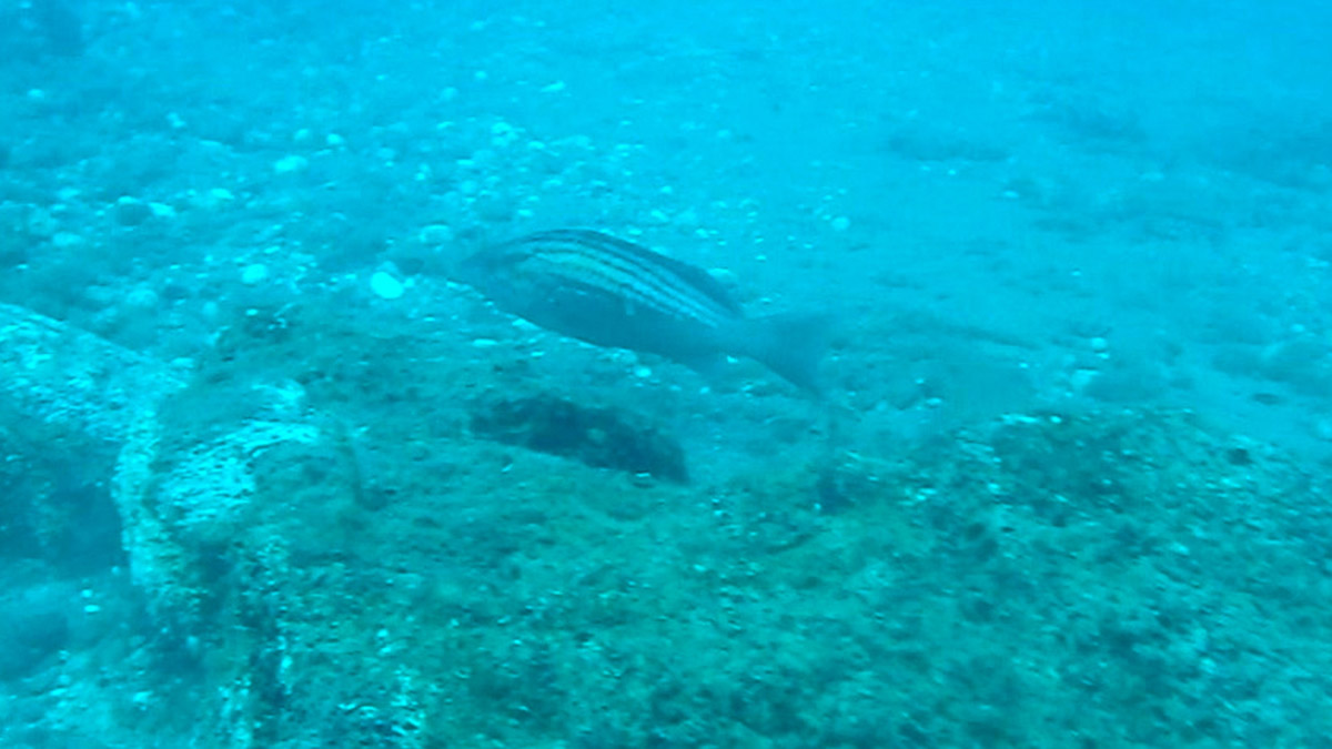 'Plaka gridası', sürü halinde görüntülendi