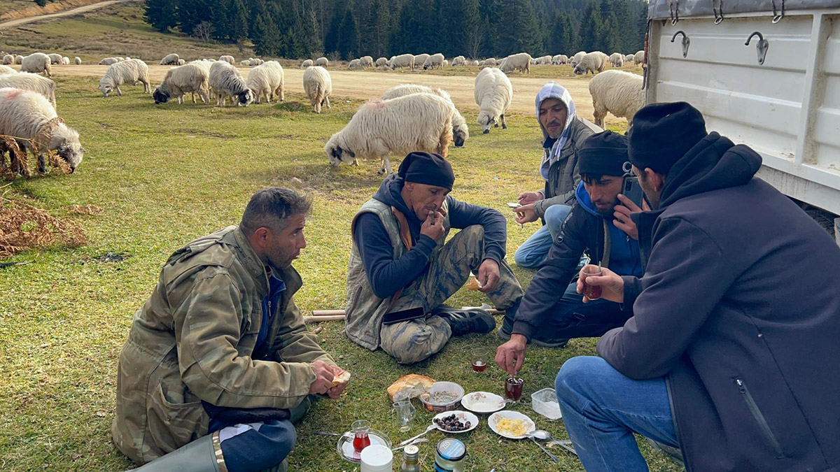Ordu'da yaylalardan dönüş başladı