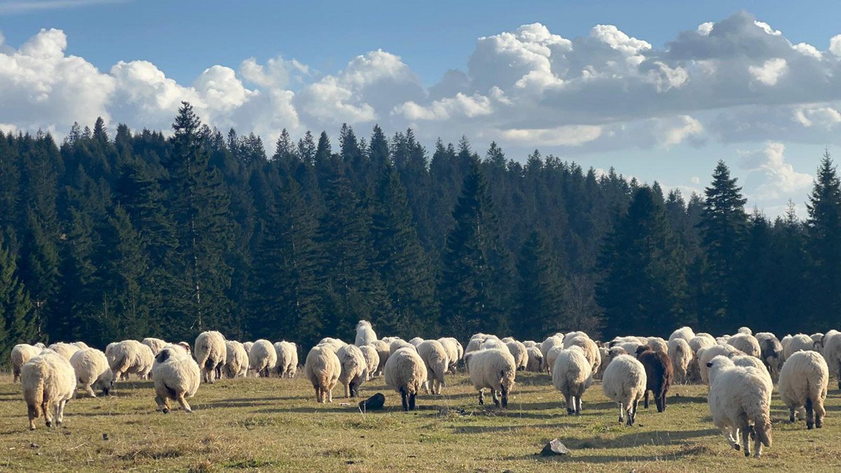 Ordu'da yaylalardan dönüş başladı
