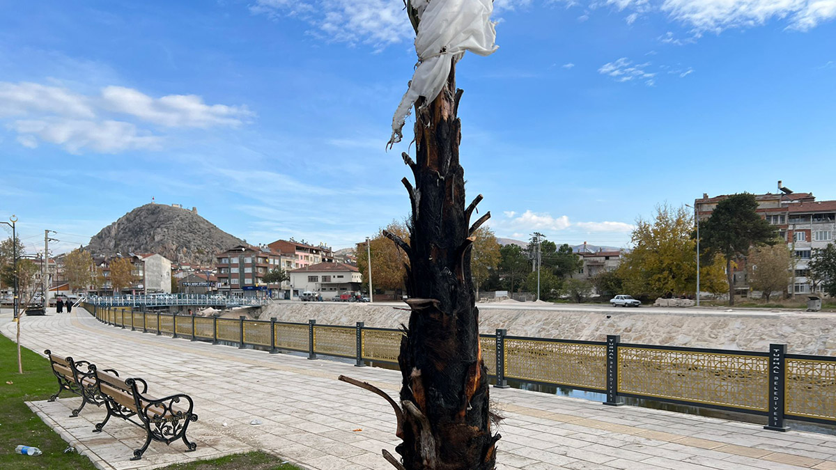 Palmiye ağacı ateşe verildi