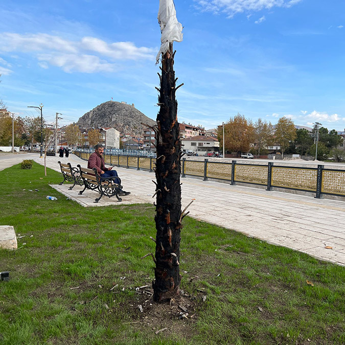 Palmiye ağacı ateşe verildi