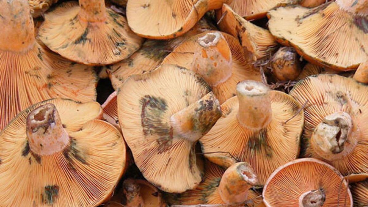 Doğadan toplanan mantarları yemeyin