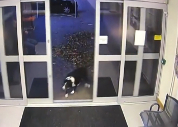 Sahibini kaybeden Rosie adlı köpek polise başvurdu