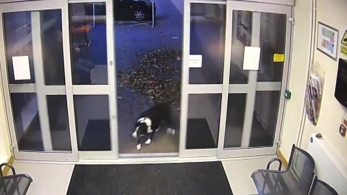 Sahibini kaybeden Rosie adlı köpek polise başvurdu