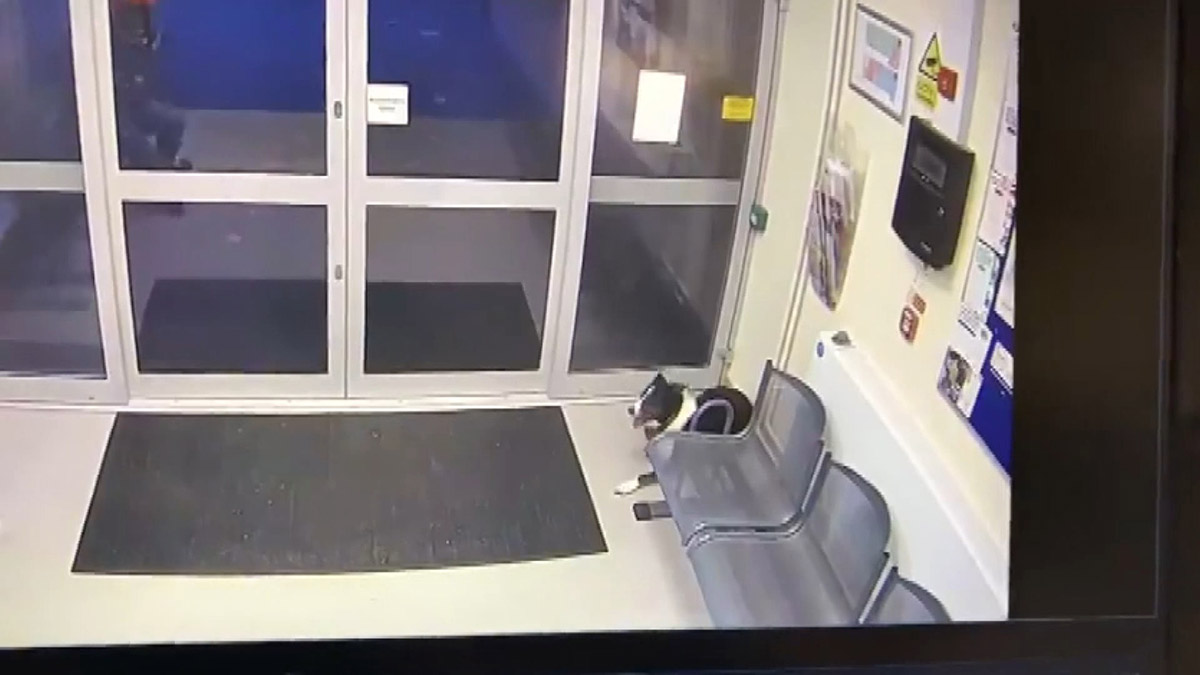 Sahibini kaybeden Rosie adlı köpek polise başvurdu