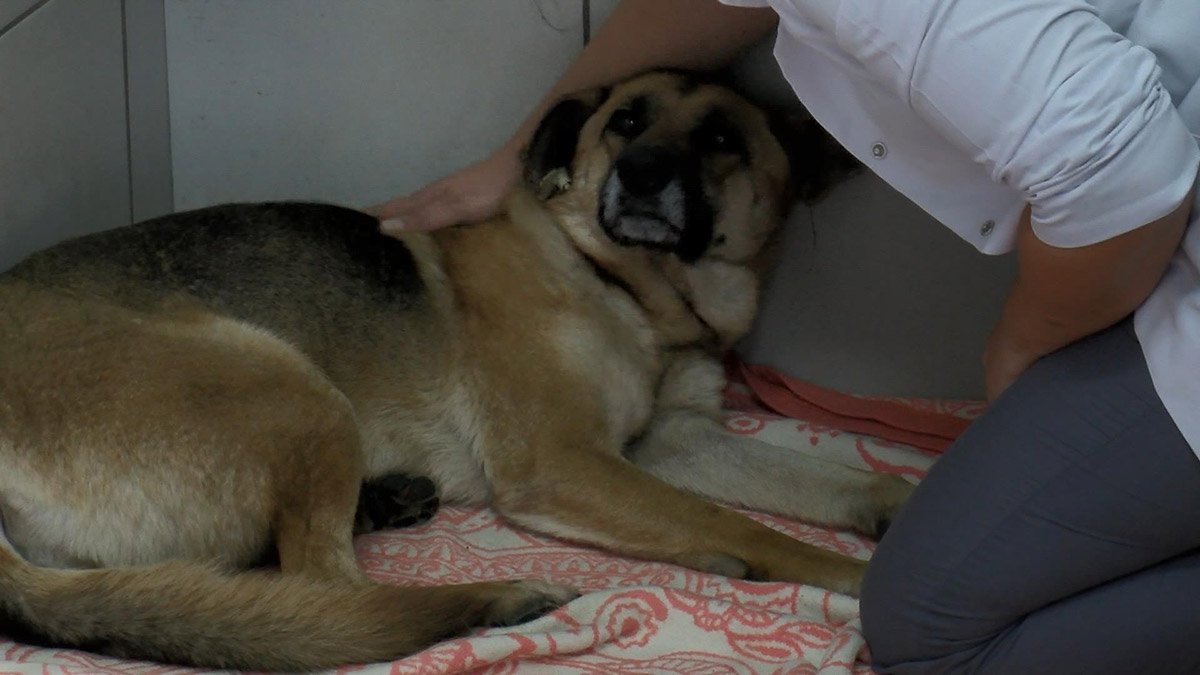 Sarıyer'de köpeği boğmaya çalışan  E.Ç.K (30) ikinci kez gözaltına alındı. Şiddete maruz kalan sokak köpeği, Sarıyer Belediyesi'ne ait Safiye Kaya Sokak Hayvanları Geçici Bakım Evi ekiplerince tedavi altına alındı.
