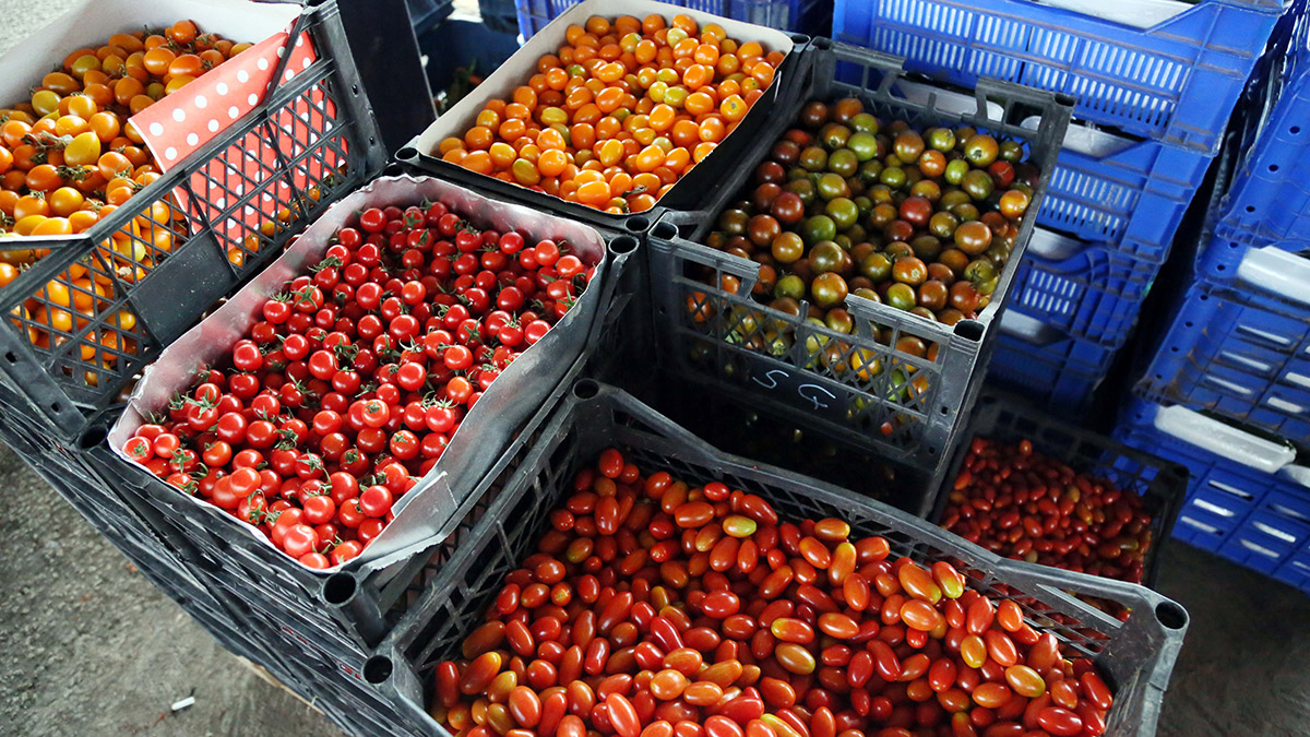 Sera üretiminde hasat dönemi, fiyatlar düşüyor