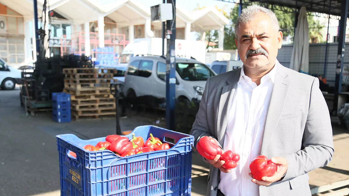 Antalya’da, sera üretiminde hasat döneminin başlamasıyla, domates başta olmak üzere birçok sebzenin fiyatı düşmeye başladı.