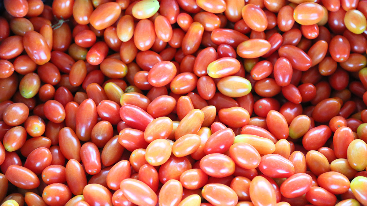 Sera üretiminde hasat dönemi, fiyatlar düşüyor