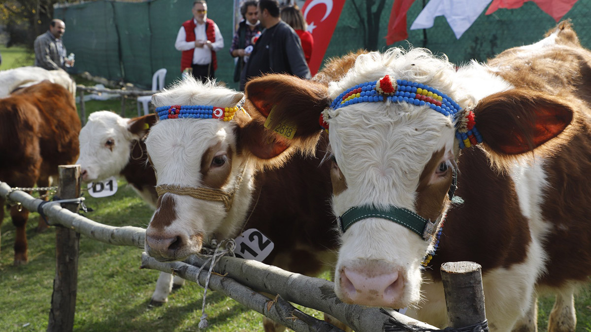Şile'de 2. Geleneksel Buzağı Güzellik Yarışması