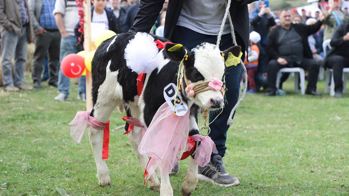 Şile'de 2. Geleneksel Buzağı Güzellik Yarışması