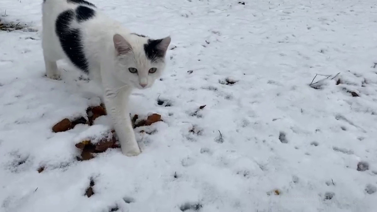 Kangal'da kar yağışı