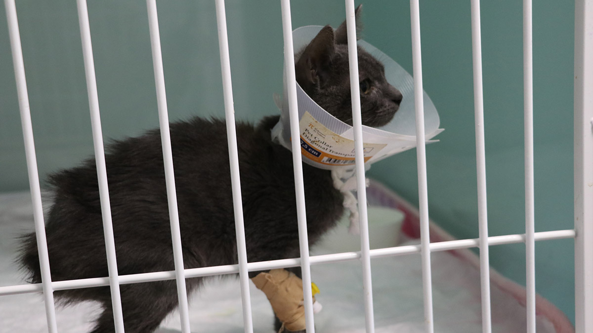 Buiatri Derneği Türkiye Başkanı ve Kırıkkale Üniversitesi Öğretim Üyesi Veteriner Hekim Prof. Dr. Serkal Gazyağcı, Türkiye genelinde son 1 yılda 250 bin kişinin kuduz tedavisi gördüğünü söyledi.