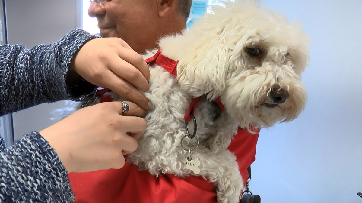 1 yılda 250 bin kişi kuduz tedavisi gördü