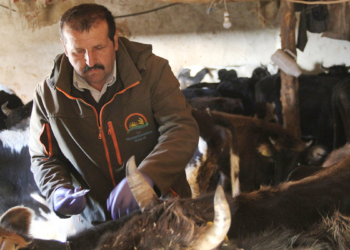 Mada'da yaşayanların hayvanları aşılanıp, küpelendi