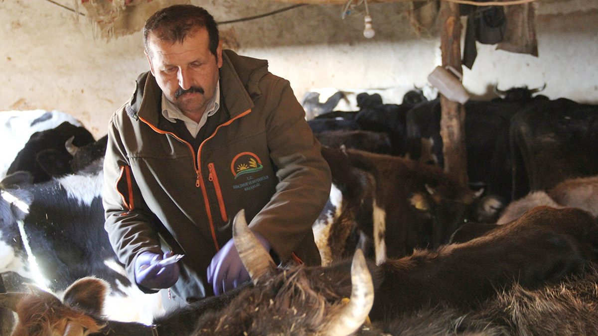 Mada'da yaşayanların hayvanları aşılanıp, küpelendi