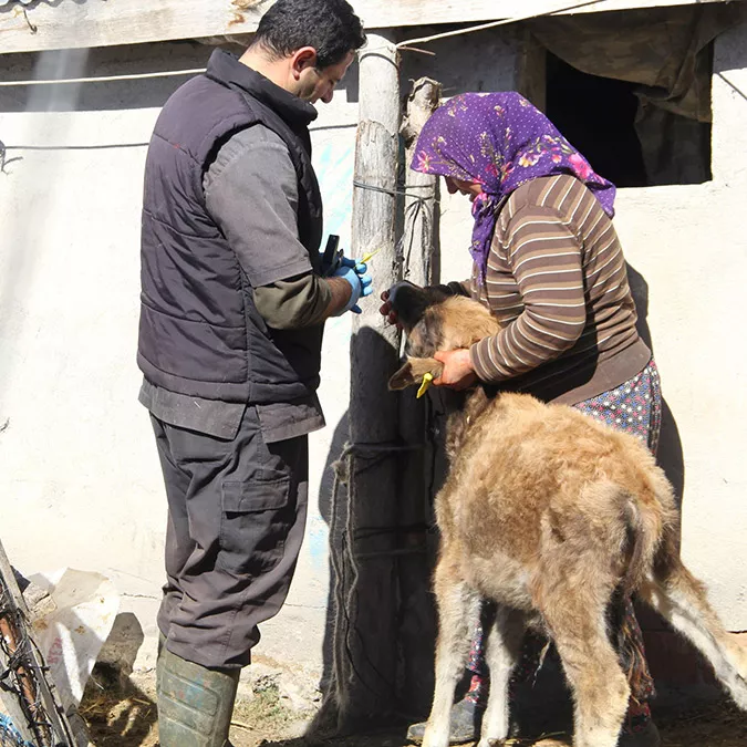 Mada'da yaşayanların hayvanları aşılanıp, küpelendi