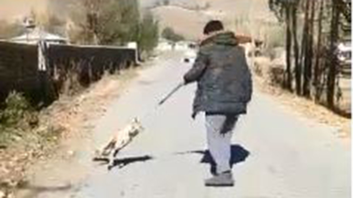 Tilkiye işkence eden çocuklara soruşturma