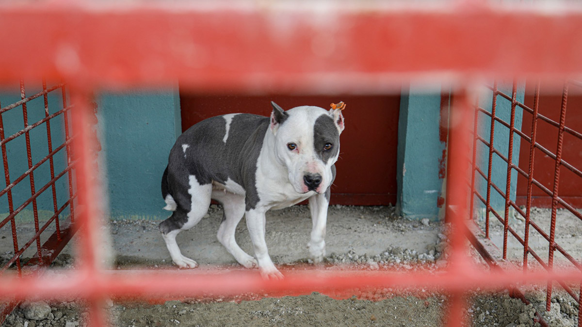 Yasaklı ırk köpekler için yeni yaşam alanı