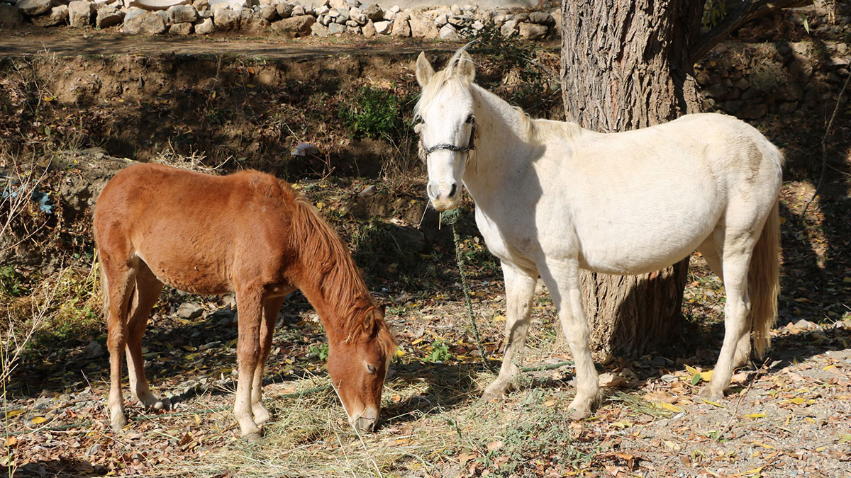 Gözleri görmeyen tayı sahiplendi