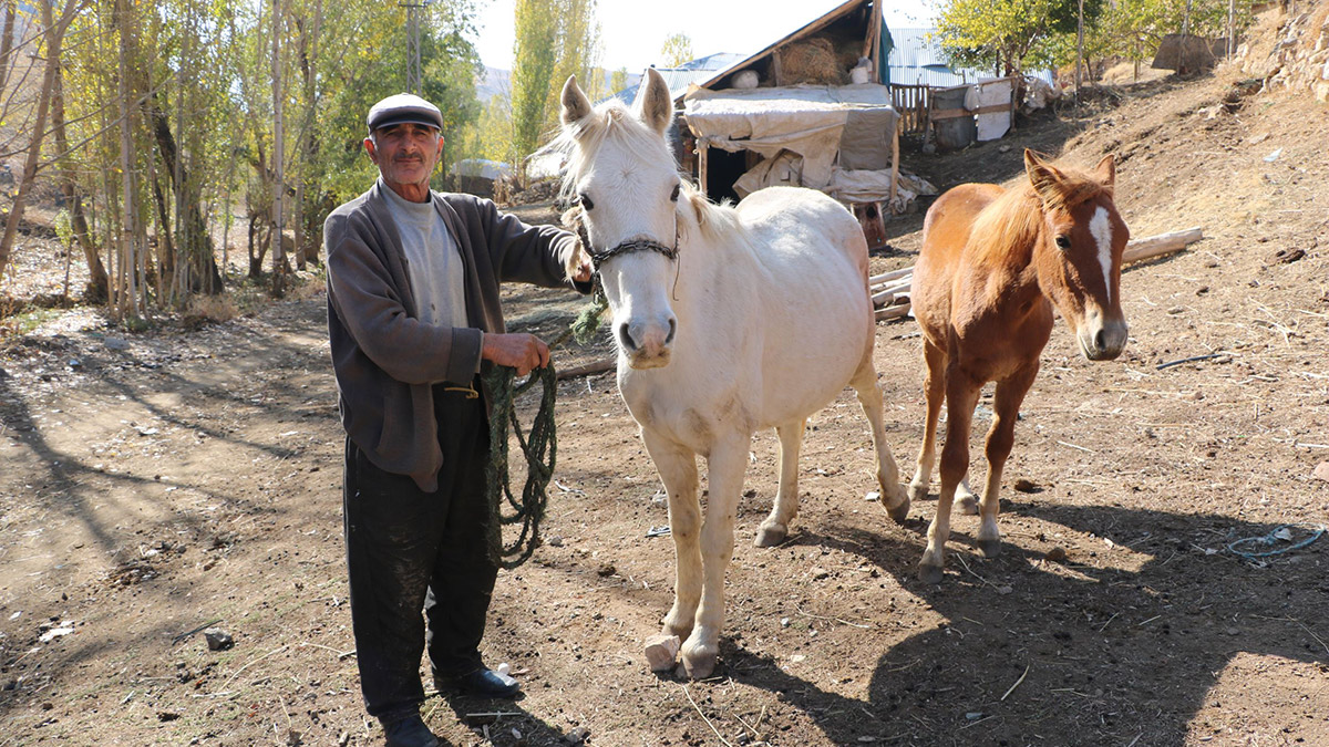 Hakkari'nin Yüksekova ilçesine bağlı İnanlı köyünde yaşayan Hamdi Çakır'a ait kısrağın 10 ay önce dünyaya getirdiği gözleri görmeyen tayını, İstanbul'da hayvan çiftliği bulunan hayvansever Mert Akkök sahiplendi.