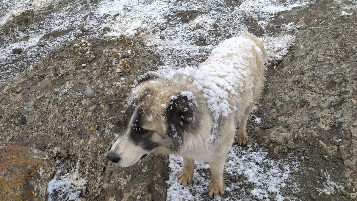 Hakkari'de yüksek kesimlerde kar yağışı
