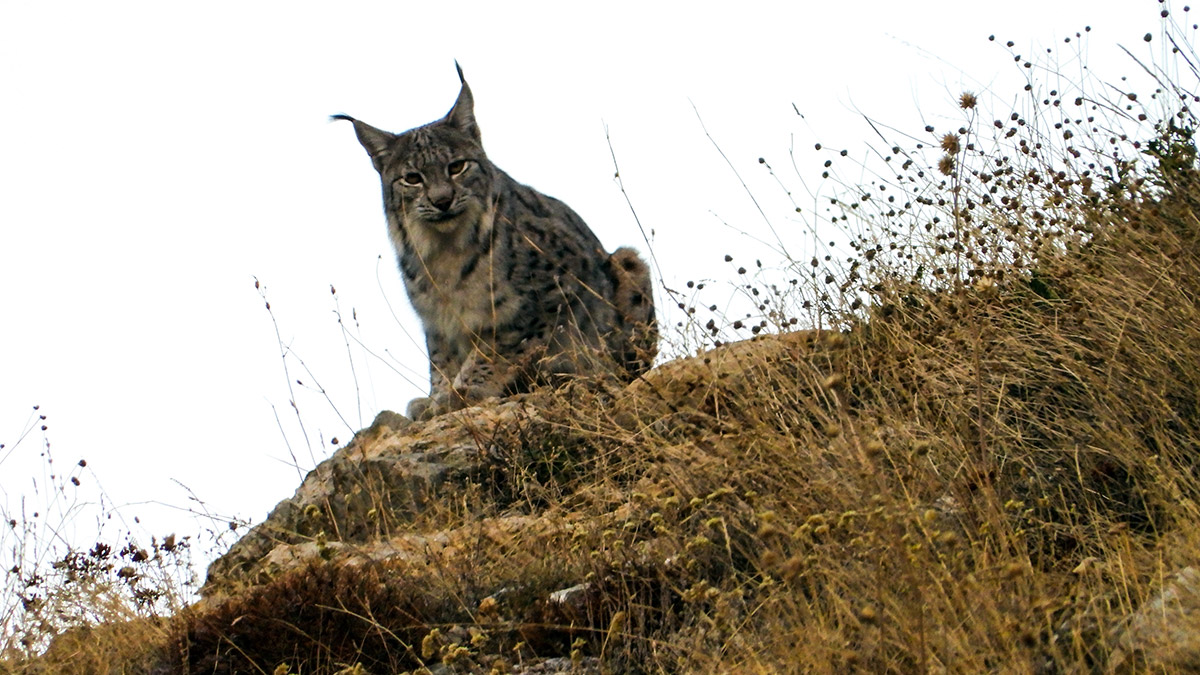 15 yıldır izini sürdüğü vaşağı görüntüledi