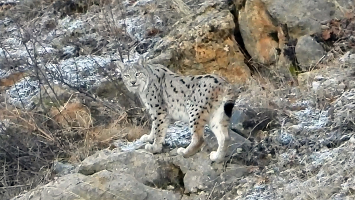 Tunceli’de yaklaşık 20 yıldır dağcılık ve doğa fotoğrafçılığı yapan İsmail Ateş (45), 15 yıldır izini sürdüğü vaşağı görüntüledi.