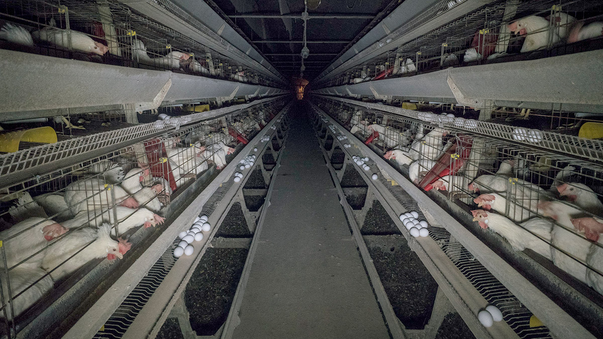 2022 Yumurta Takip Raporu yayımlandı