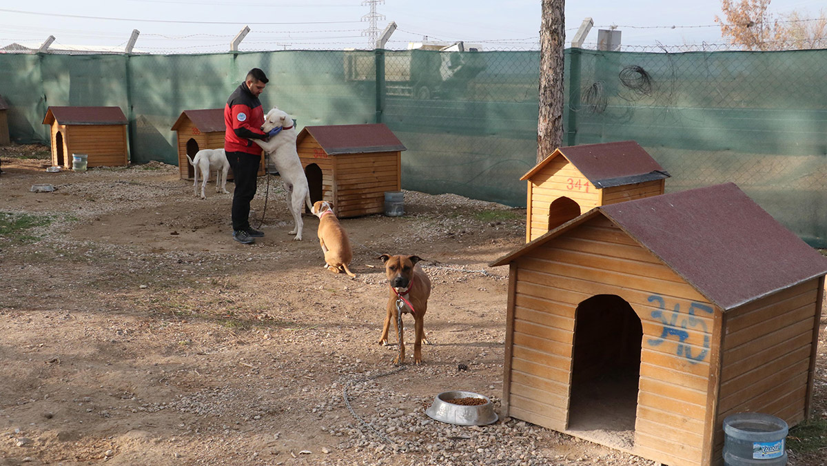 494 belediyeden 189'unda hayvan barınağı var