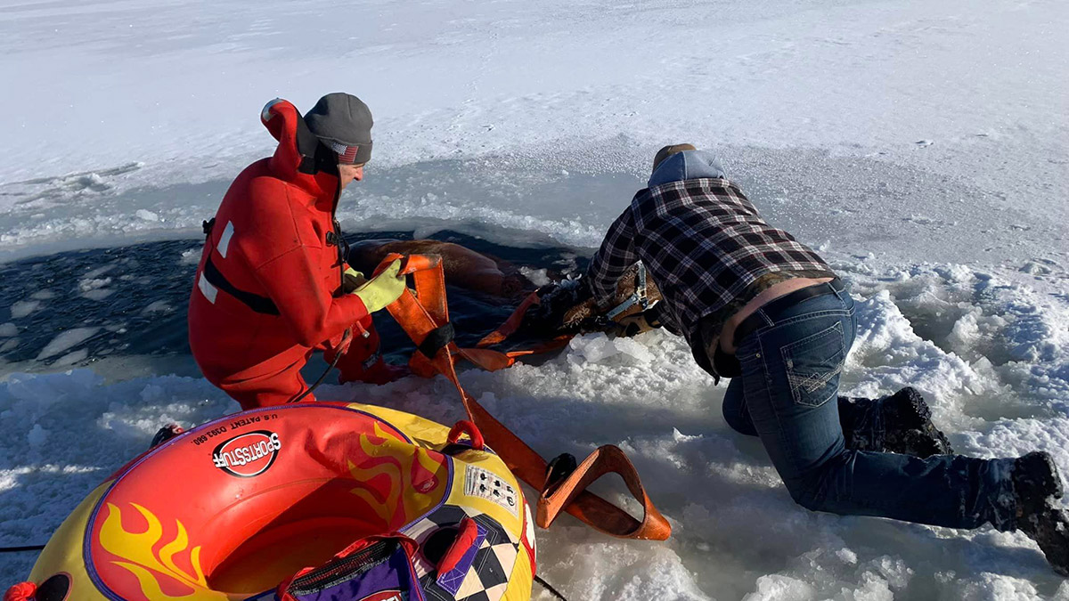 ABD'de donmuş göle düşen at kurtarıldı
