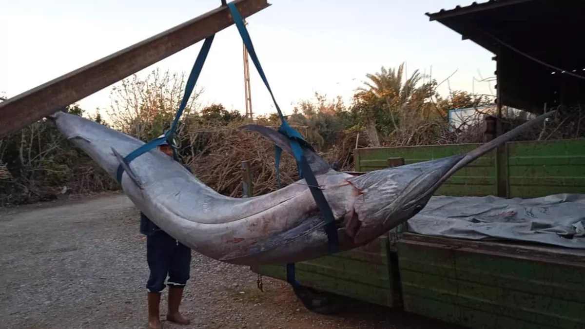 Adanali balikcilar 274 kiloluk blue marlin yakaladit - yaşam - haberton