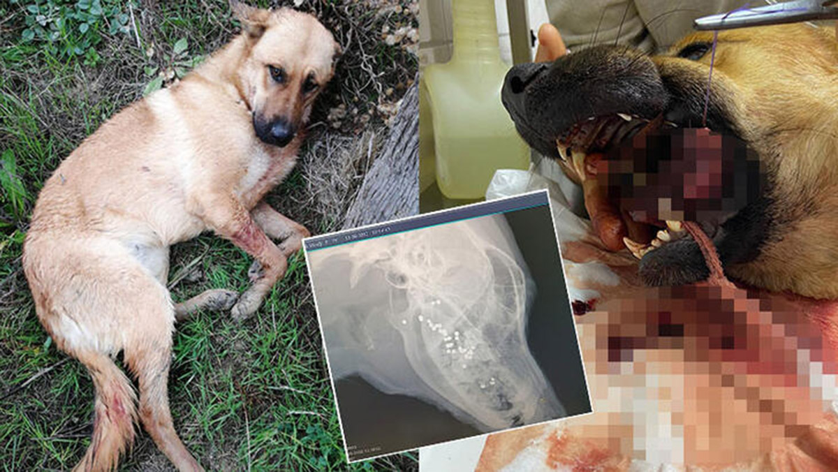Ağzına tüfekle ateş açılan köpeğin dili koptu