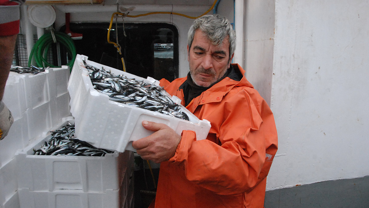 Amasra'da balıkçılar, 375 ton hamsi ile döndü